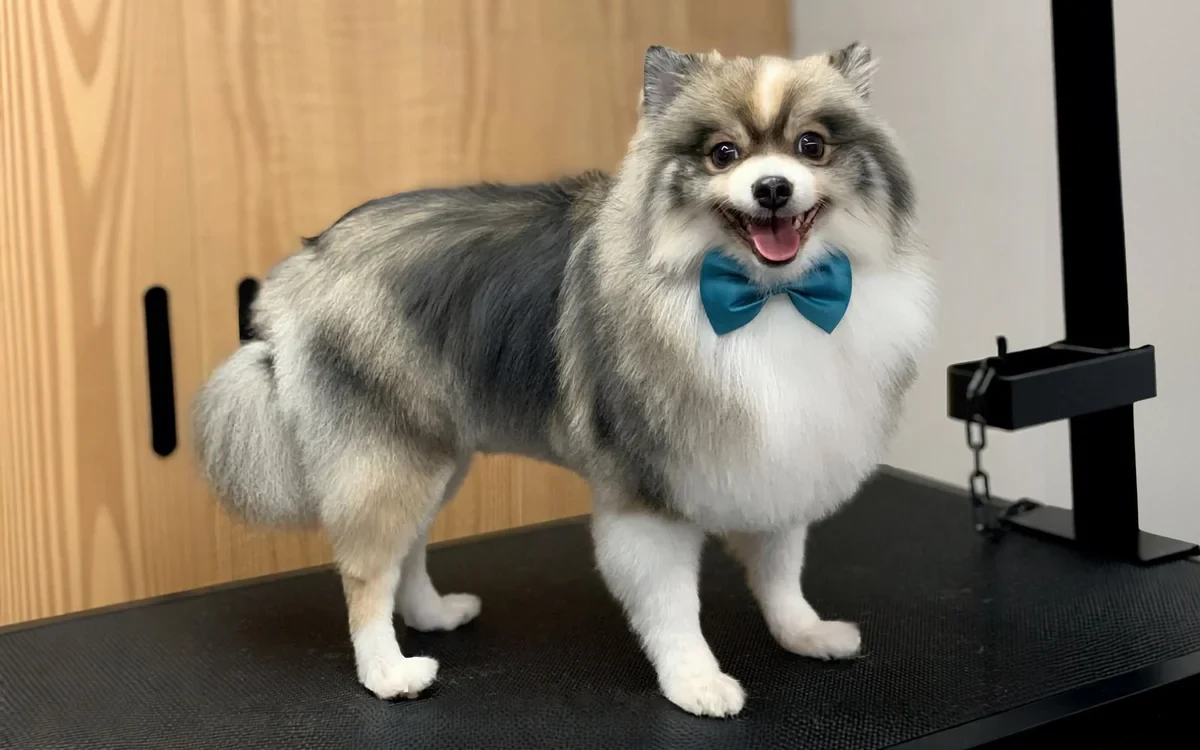 Cão após banho e tosquia na Clínica Veterinária Serpa Pinto